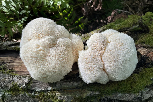Unlock Your Brain: How Lion's Mane in Coffee Changes Everything