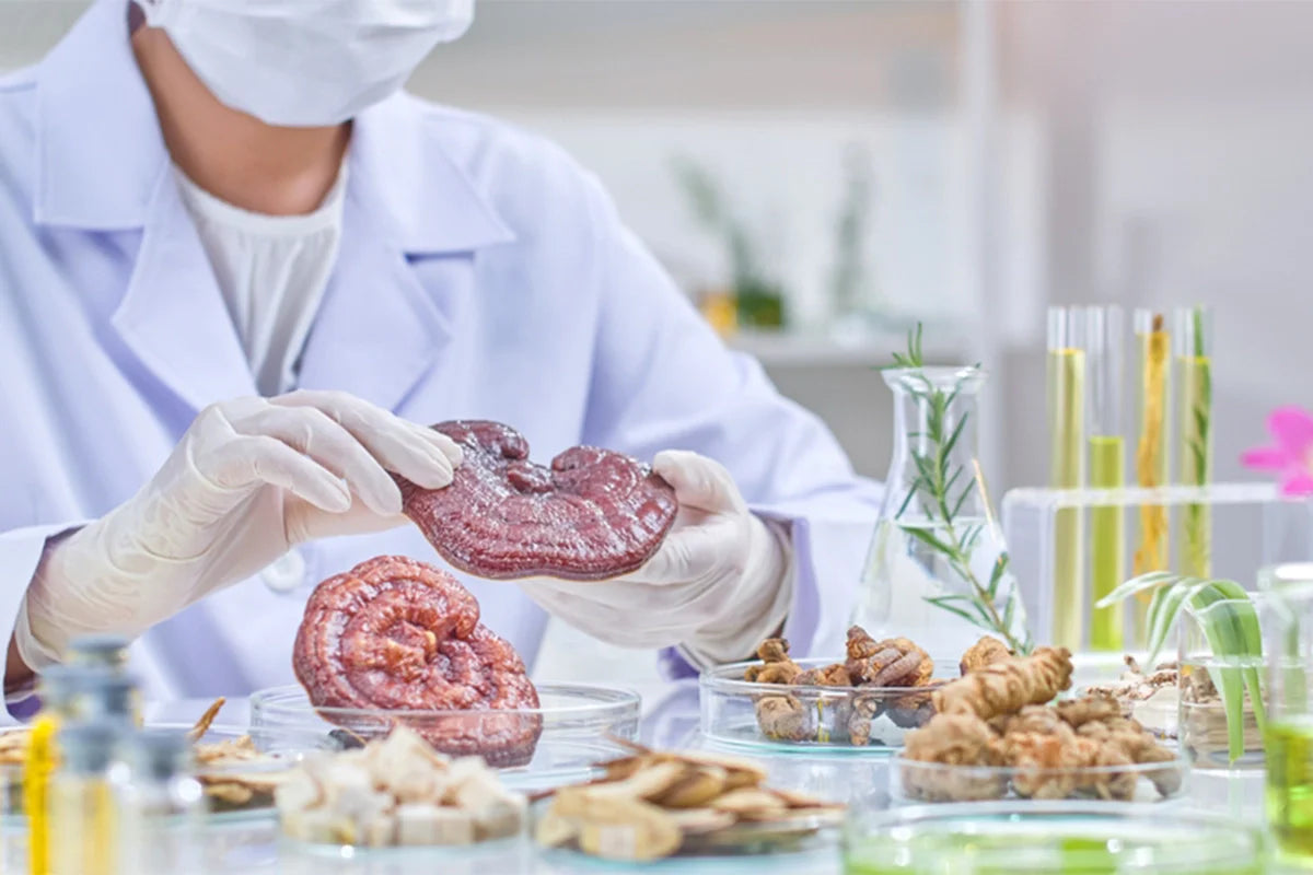 Pharma-Grade Private Label Mushroom Powder Lab-Tested for Purity & Potency